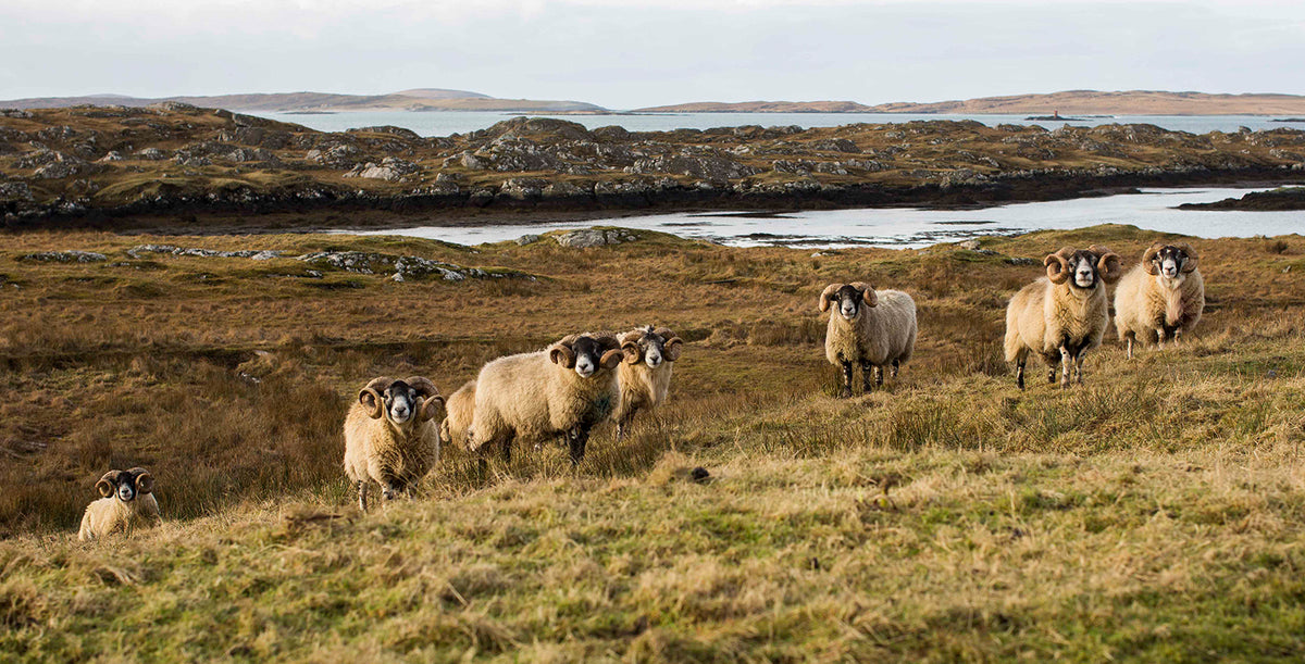 Born on the Scottish hills